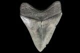 Serrated, Fossil Megalodon Tooth - Georgia #76466-2